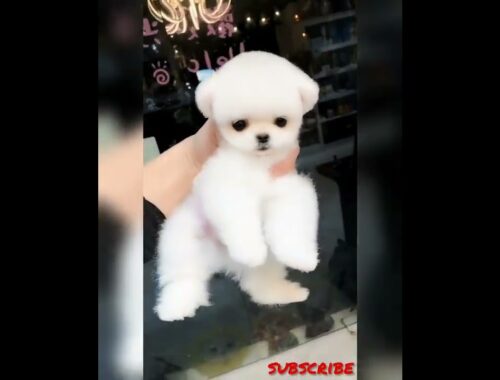Cute Puppy with A Cute Haircut| #shorts #cute #puppy #dogs #cutedogs #trending #viral #subscribe