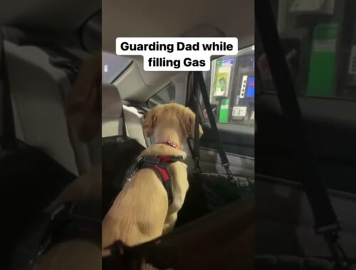 It’s a full time job | golden retriever puppy funny videos | cute puppy videos | Guarding dog