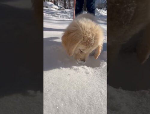 Cute Puppy Enjoying Snow || ViralGaG