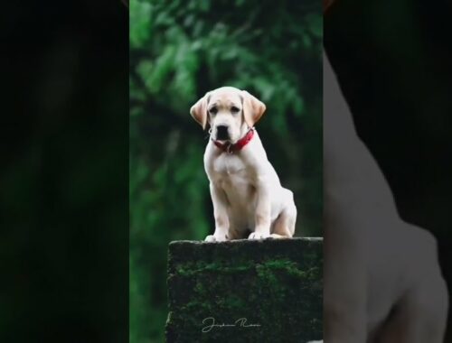 Labrador puppy video very cute puppy #shorts #dog #cute #viral