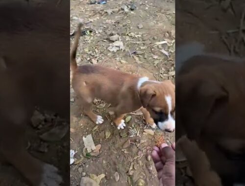 Cute Puppy Searching for Love & Food | #doglover #spreadlove #lovethem #puppies #dogpuppies #shorts