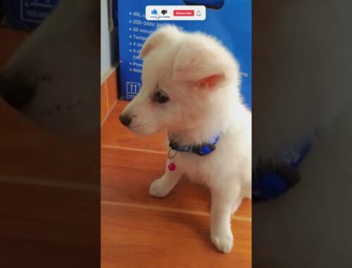 Japanese spitz 1 month cute puppy ||  cute puppy || Binod tube #shorts #dog #viralshorts