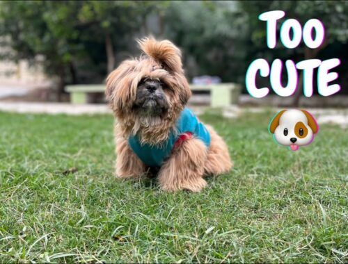 FUNNY AND CUTE PUPPY VIDEO ||(LAHSA APSO PUPPIES) BABY DOG FUNNY PUPPY  #animals #puppy #cutepuppy