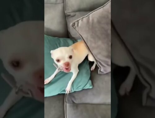 I think he didn't liked the flavour of candy |Cute puppy got angry after eating  cute video #shorts