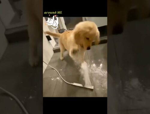 cute puppy playing with water (shower) #dog #puppy #shorts