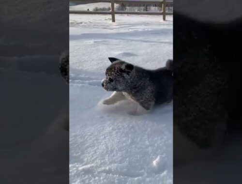 Cute puppy playing in the snow for the first time