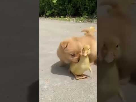 The cute puppy thinks he is a duckling | Funny Puppy #shorts