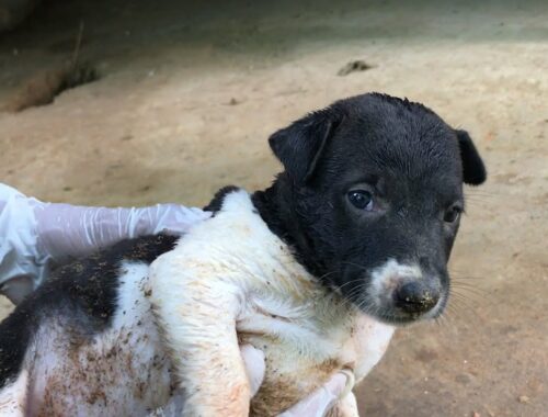Rescue Cute Puppy From Mud   Clearing Many Fleas