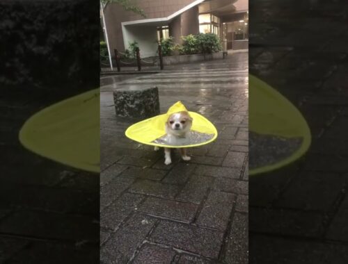 cute puppy #cute puppy with a raincoat #puppy raincoat