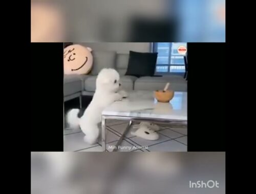 Cute puppy video in reverse #shorts