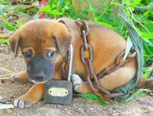 Rescue Cute Puppy Tied up with Huge Chain and Abandoned at Very Old Hut