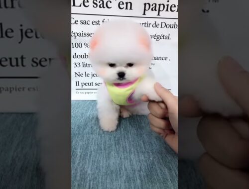 cute puppy cute small dogs 2022 #Shorts #Short video shorts