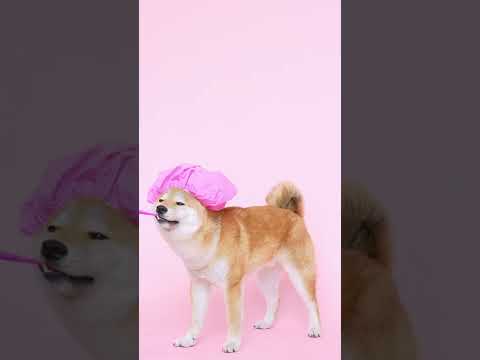 Funny Cute Doctor Dog Compilation 2022  Cute Puppy  #shorts