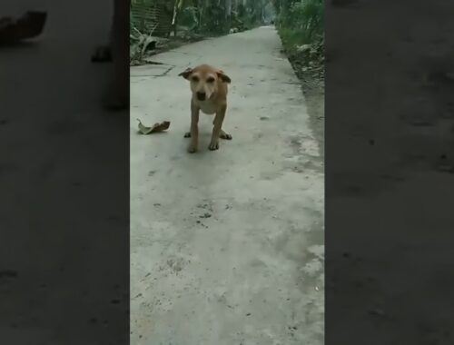 Cute  Puppy  Video