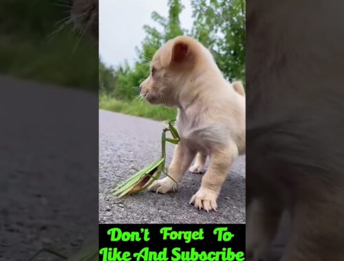 Cute Puppy Playing With Insect | Puppy Playing With His Friend | Viral Dog Video
