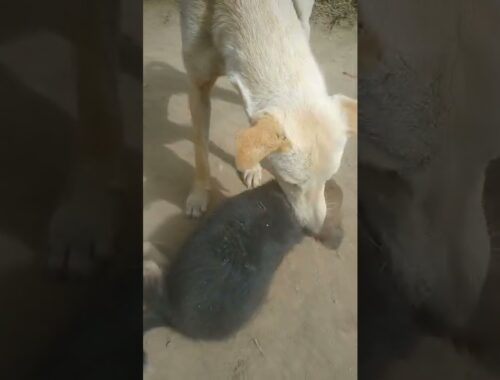 cute puppy playing with big brother