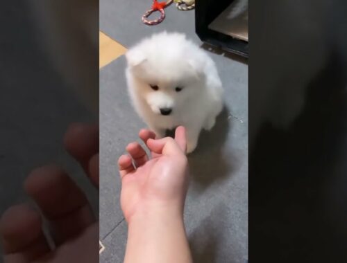"Taste this my Little Princess " Adorable video of cute puppy eating owner's finger | Cute #shorts