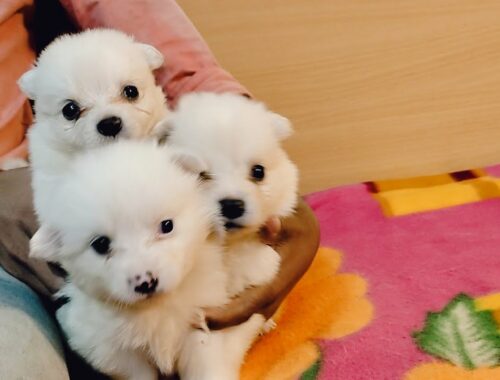Cute puppy || Pomeranian puppy || 8207648494 WhatsApp only. #shorts