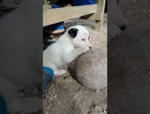 THIS CUTE PUPPY ENJOY S PLAYING THE BALL | #shorts #howyoulikethat #pets #adventure