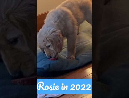 -puppy -Rosie-lost in the dark-Funny puppy-cute puppy-golden retriever-cute puppy trend-puppy in 90s