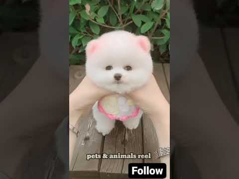 cute puppy status #puppystatus #puppyshorts #puppyvideos