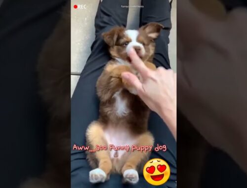 funny cute puppy dog video compilation 2022 #shorts #cute #funny #puppy #dog #youtubeshorts #2022