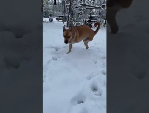 2 legs cute puppy in the snow #shorts