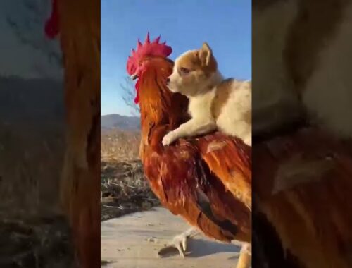 AWW CUTE Cute Puppy With CHICKEN Videos Compilation Funniest moments  #73 #shorts #viralshorts