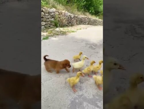 AWW CUTE BABY CHICKEN With Cute Puppy Videos Compilation Funniest moments  #71 #shorts #viralshorts