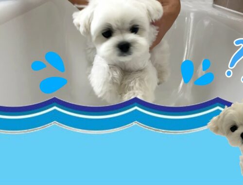 Cute Puppy Reaction When I Pretend to Drop him in Bathtub