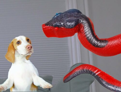 Puppy vs Giant 7-Foot Gummy Snake! Cute Puppy Dog Indie & Funny Dogs Maymo & Potpie vs Snake Pranks