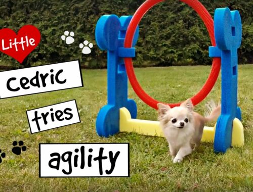 CUTE PUPPY Sized Chihuahua Tries Small Dog AGILITY