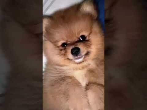 Funny Videos || Cute puppy from tiktok || #shorts #tiktok