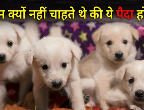 Yeh cute puppy paida hi nahi hote toh behatar hota! | Why is sterilizing dogs necessary?