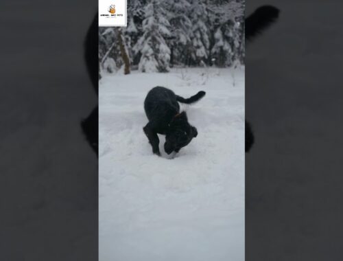 Aww Cute Puppy in snow#shorts#viralvideo#trending#shortsviral