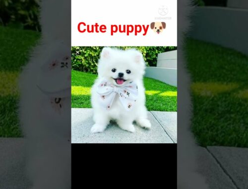 cute puppy 2021.#youtubeshorts