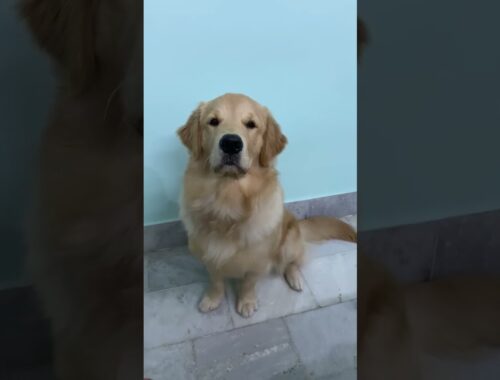 Dog lover send this video || cute puppy golden retriever dog #shorts #labrador #golden