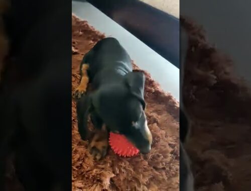 Cute Dachshund puppy fetching ball |Cute puppy #viral #shorts