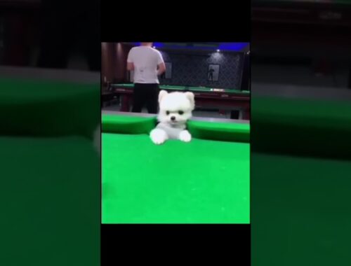 cute puppy playing snooker#cute #shorts
