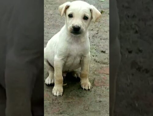 cute dog video Oreo||Dengerous Dog ||cute puppy #shorts #doglover #trending#viralshorts #apdhillon