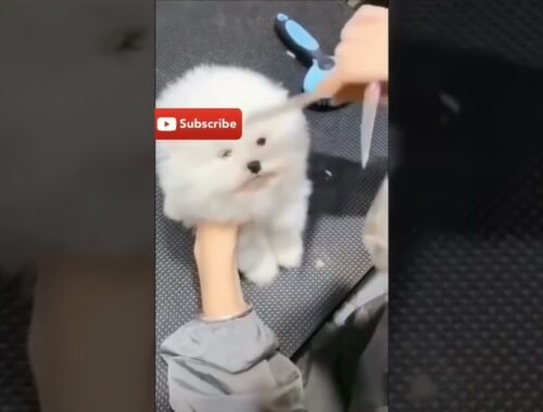 cute puppy grooming