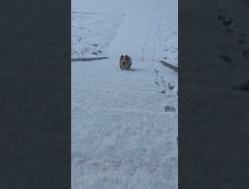 cute puppy playing running in the snow #short