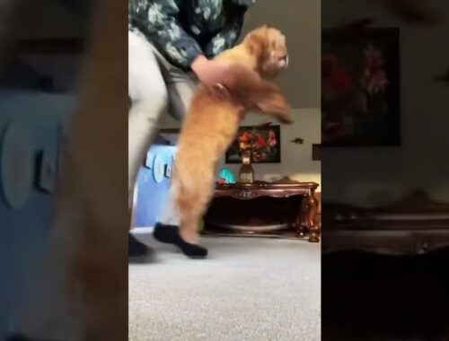Best work from home workouts. #1 puppy jumps. #shorts #cute #puppy