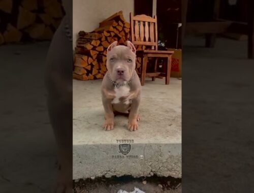 pitbull dog cute puppy #shorts video