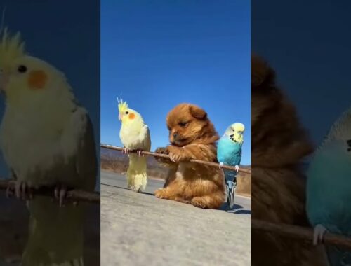 Cute puppy playing with birds