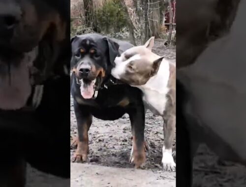 dog Fight|Rottweiler vs Pitbull| cute puppy status #tik_tok #tiktok #short #dogshort #dog  #dogpuppy