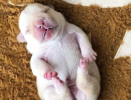 AWW Cutest baby animals - Cute and funny moments when the puppy sleeps