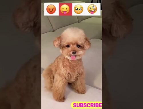 Cute Puppy Emoji Reaction On Our Face #shorts #youtubeshorts #trending #viral #cutepuppy #shortvideo