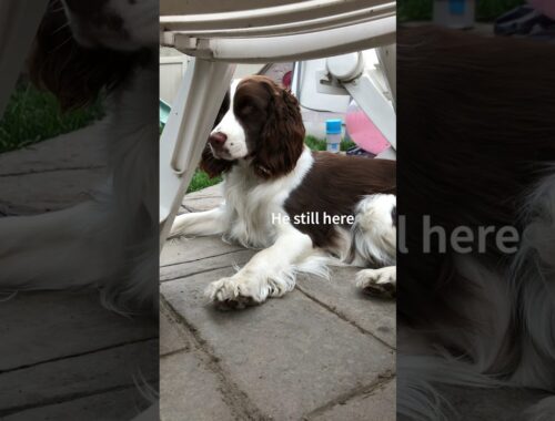 Cute Puppy vs The Fly | Ember The English Springer Spaniel #shorts