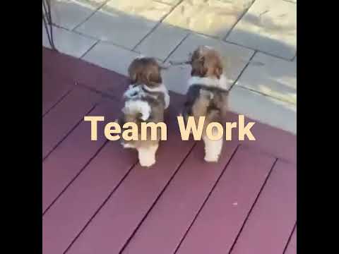 Cute Puppy's Play Time
